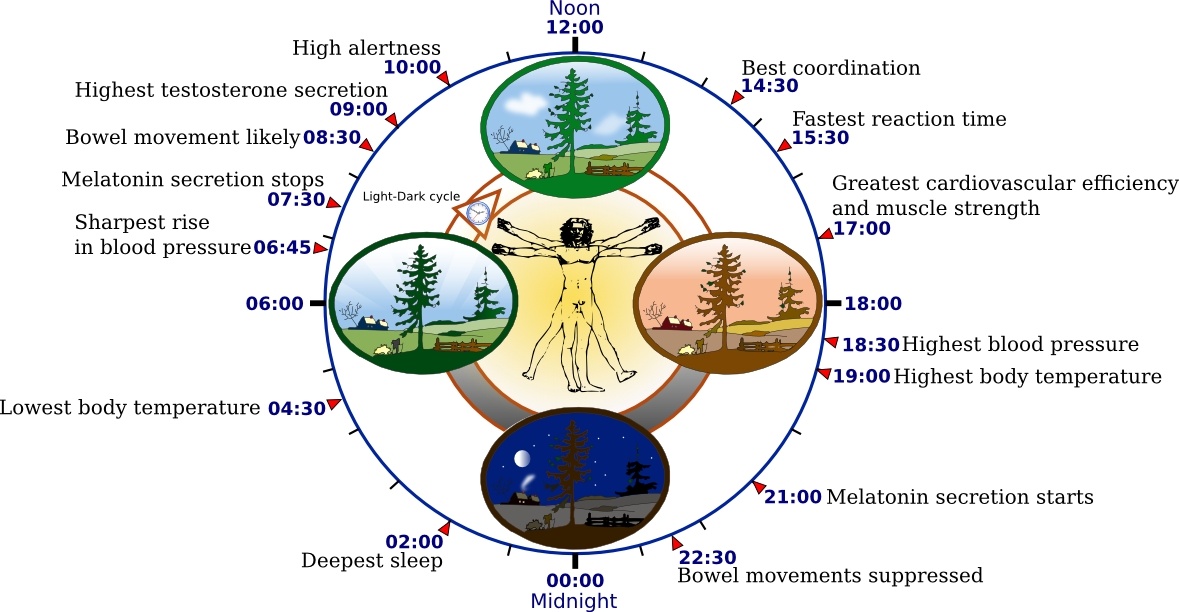 Biological clock human